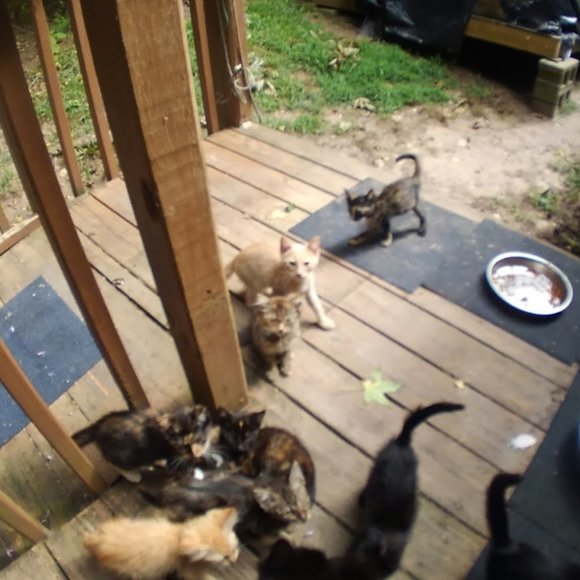 ๐๐๐CHEROKEE'S FERAL HAVEN๐๐๐ - Picture 10 of 14